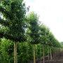 Pyrus calleryana 'Chanticleer'